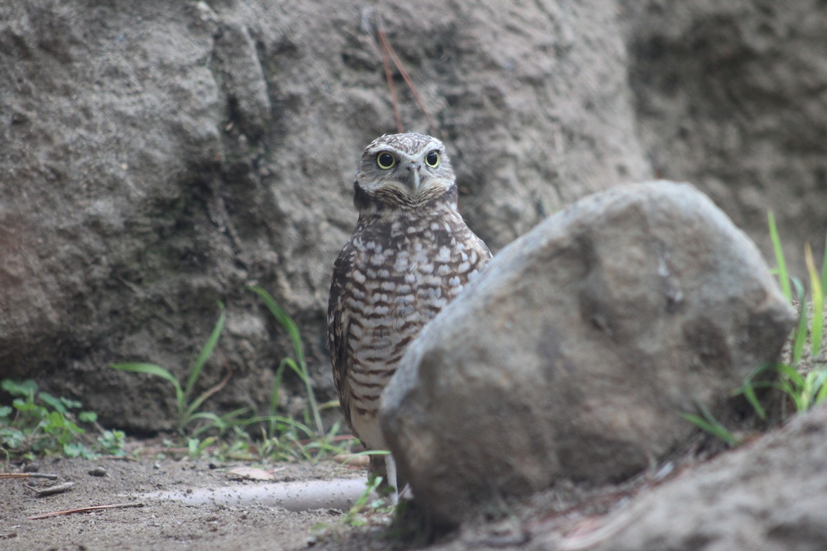 Burrowing Owl - ML642678933