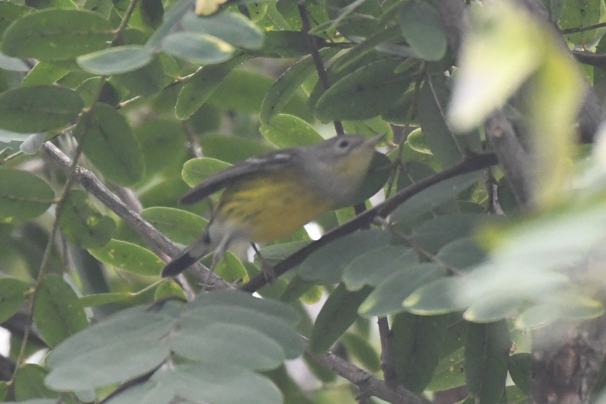 Magnolia Warbler - ML642678934
