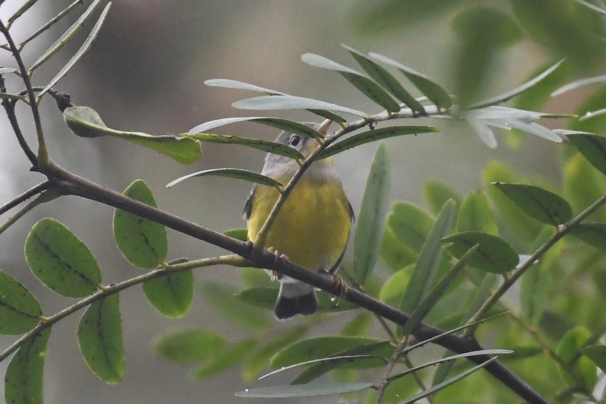 Magnolia Warbler - ML642678935