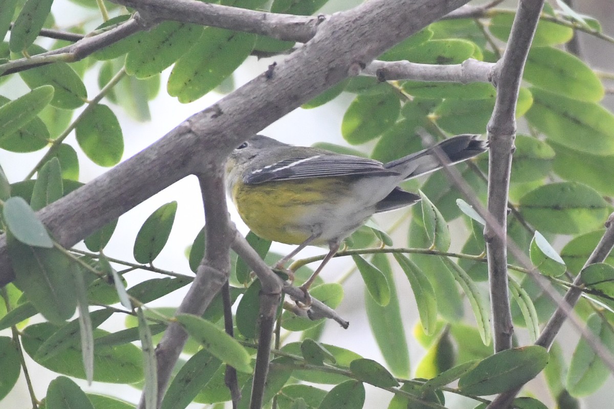 Magnolia Warbler - ML642678936