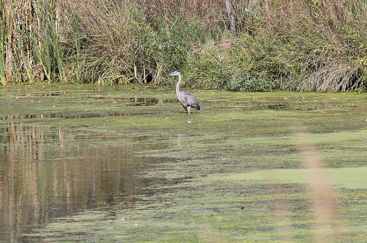 Great Blue Heron - ML642678939