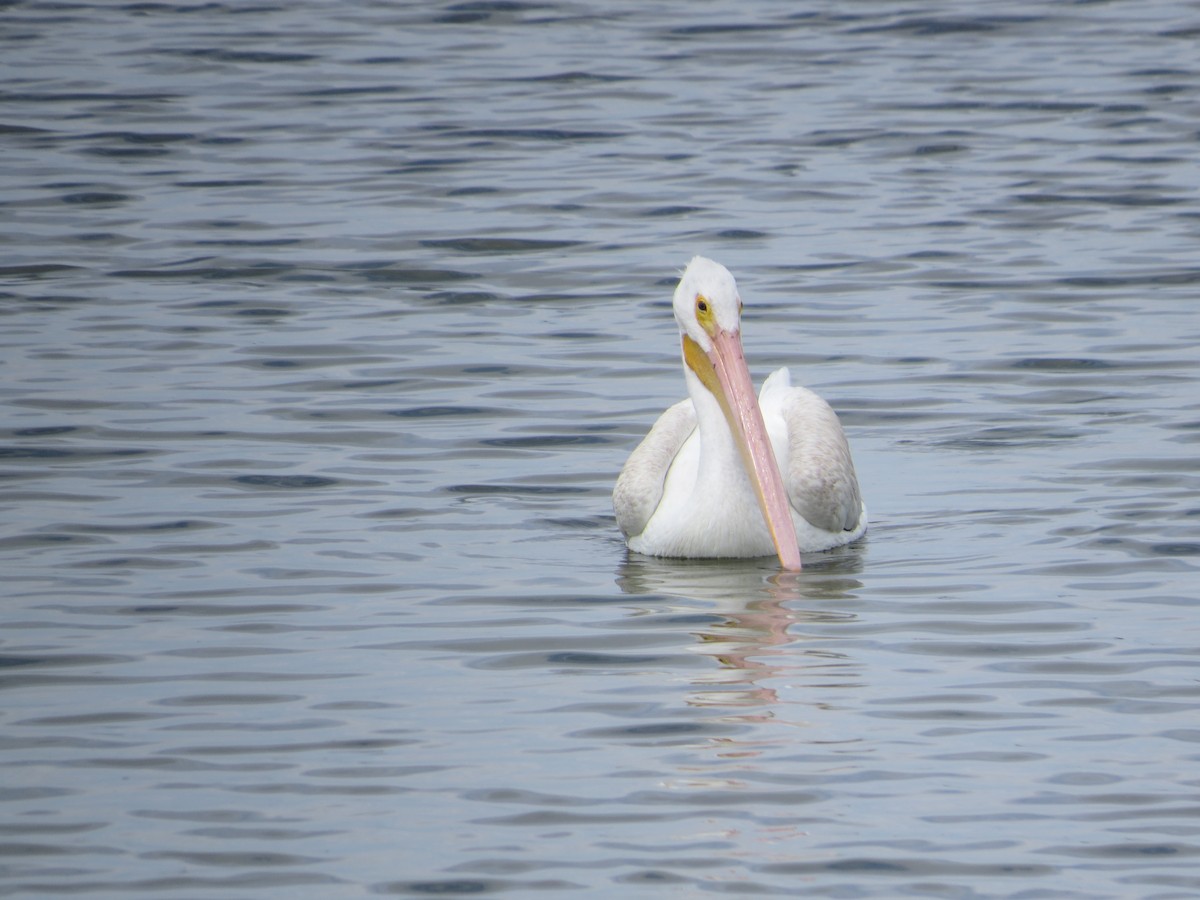American White Pelican - ML642678940