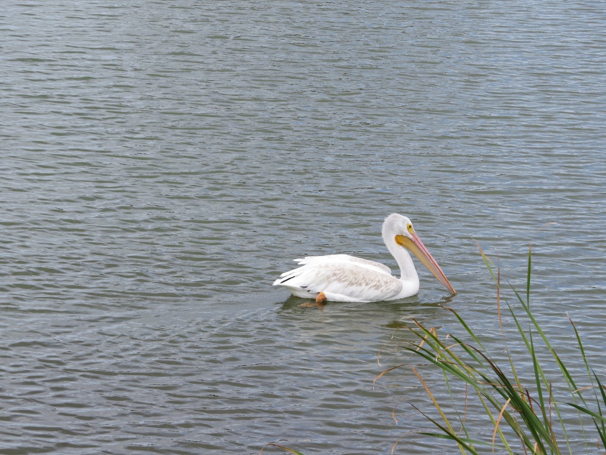 American White Pelican - ML642678941