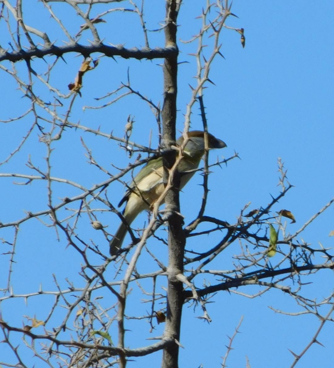 Rufous-browed Peppershrike - ML642678942