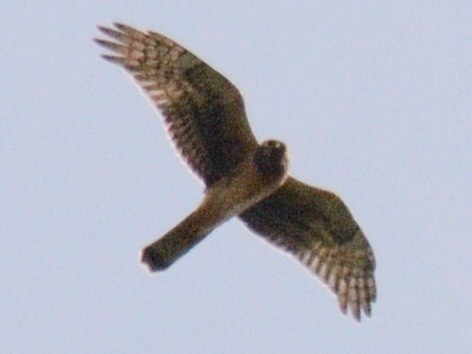 Northern Harrier - ML642678944