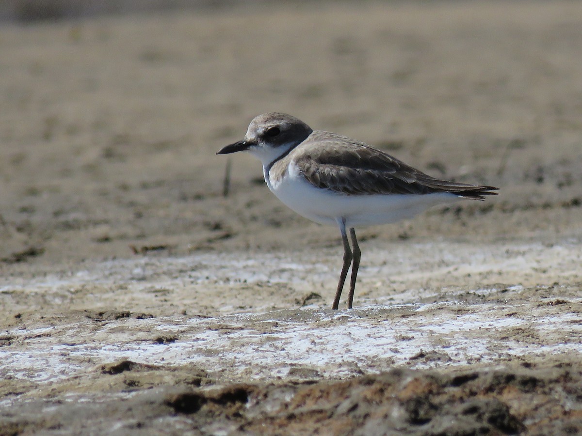 Greater Sand-Plover - ML642678946
