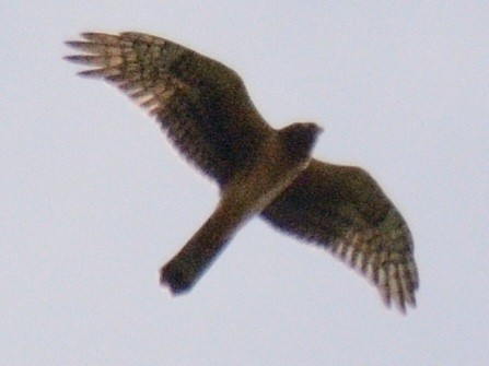 Northern Harrier - ML642678949