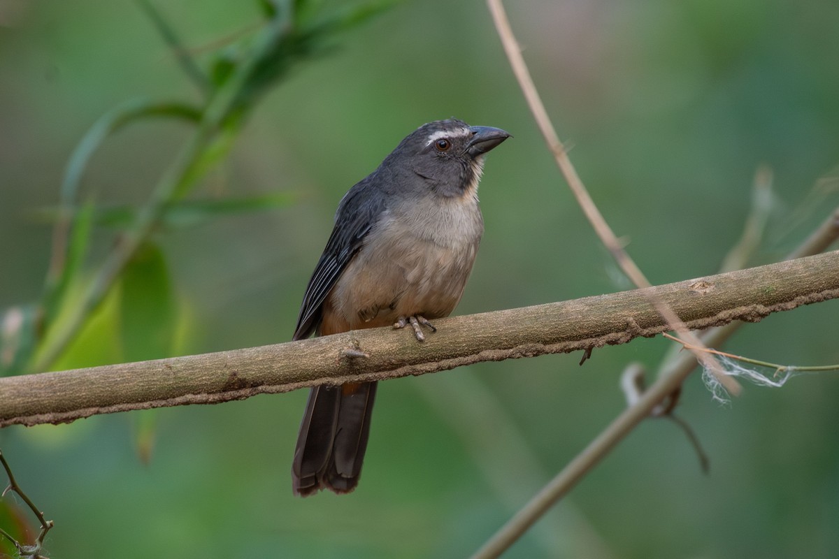 Bluish-gray Saltator - ML642678964
