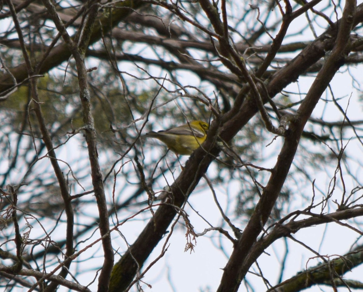 Pine Warbler - ML642678974