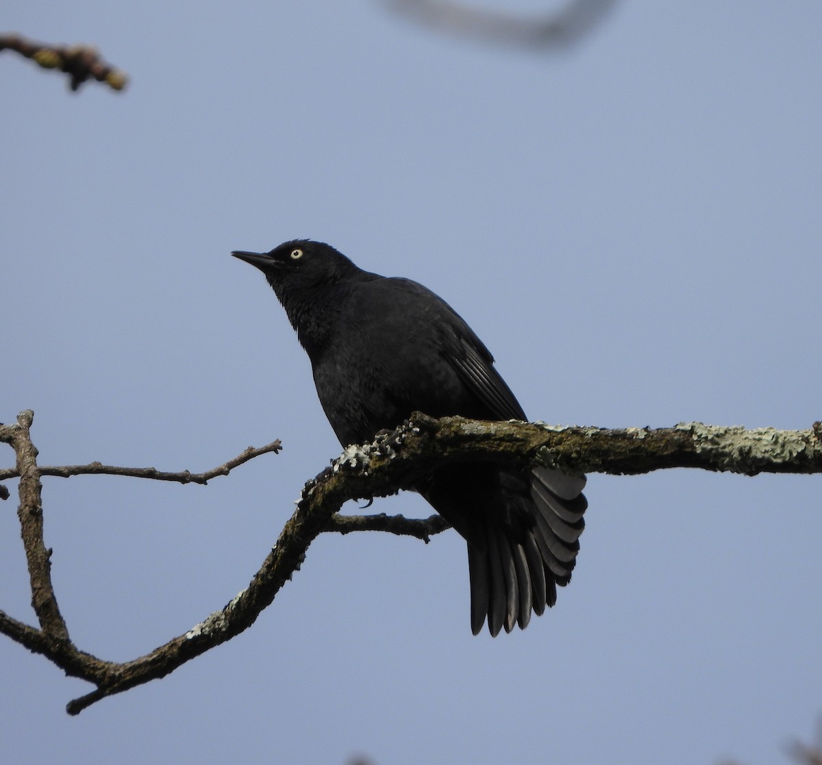 Rusty Blackbird - ML642678979