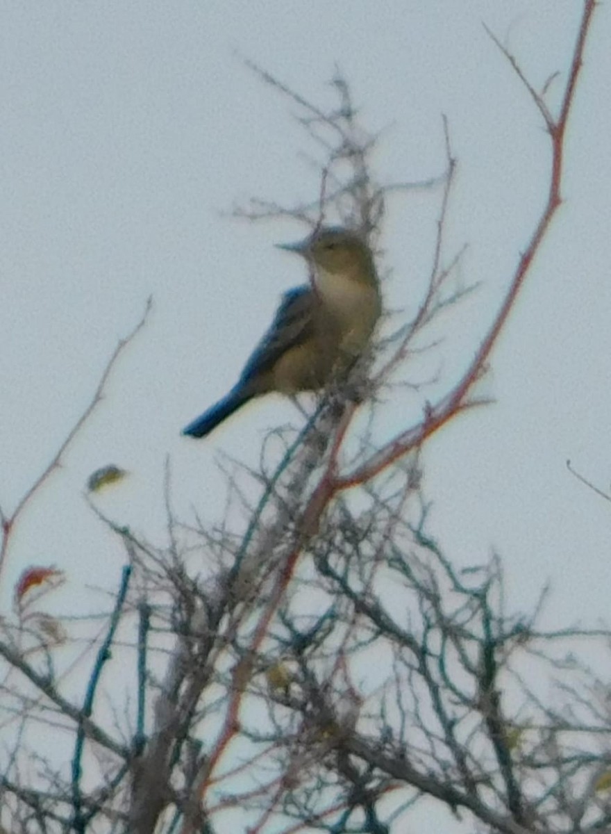 Lesser Shrike-Tyrant - ML642678980