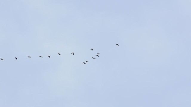 goose sp. - ML642678986