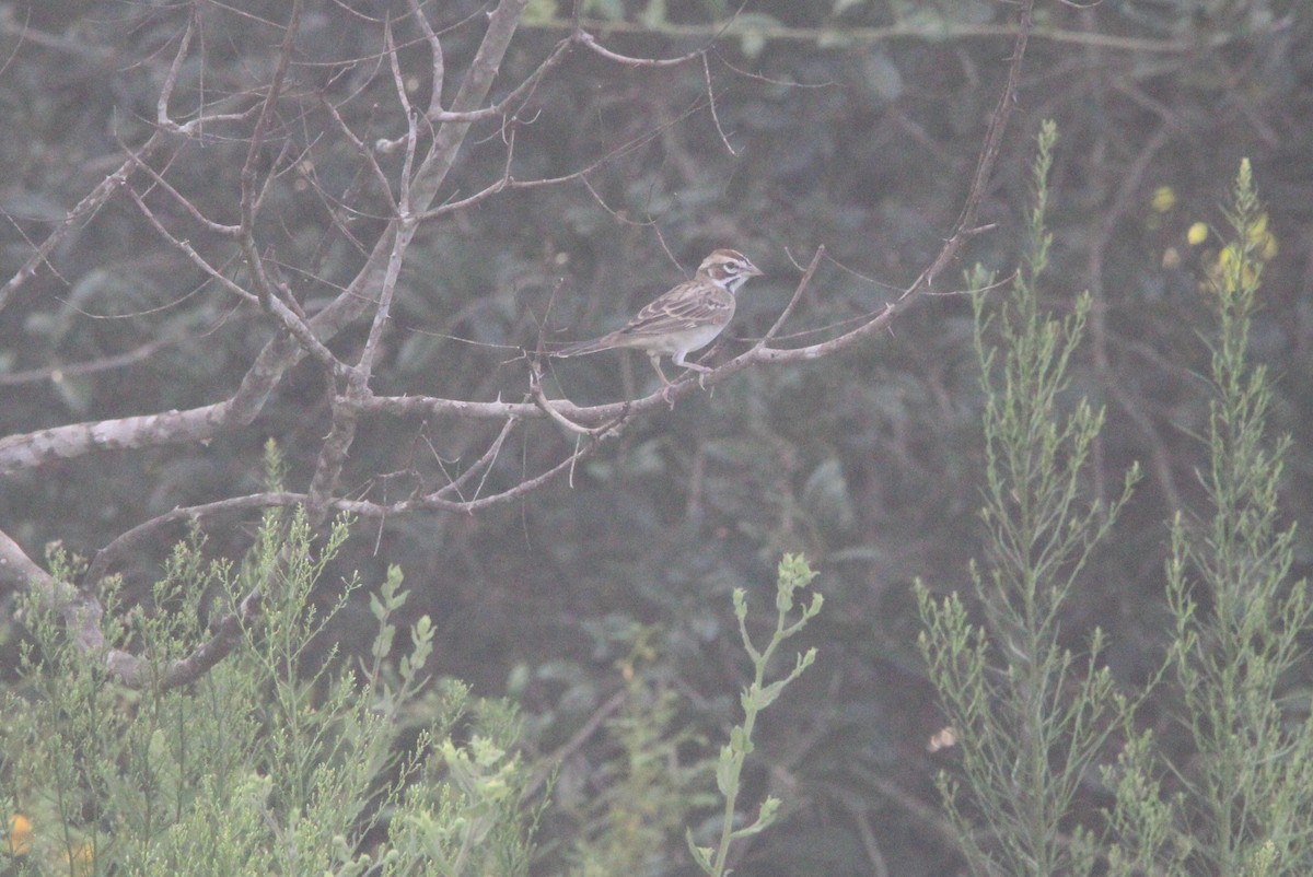 Lark Sparrow - ML642678987