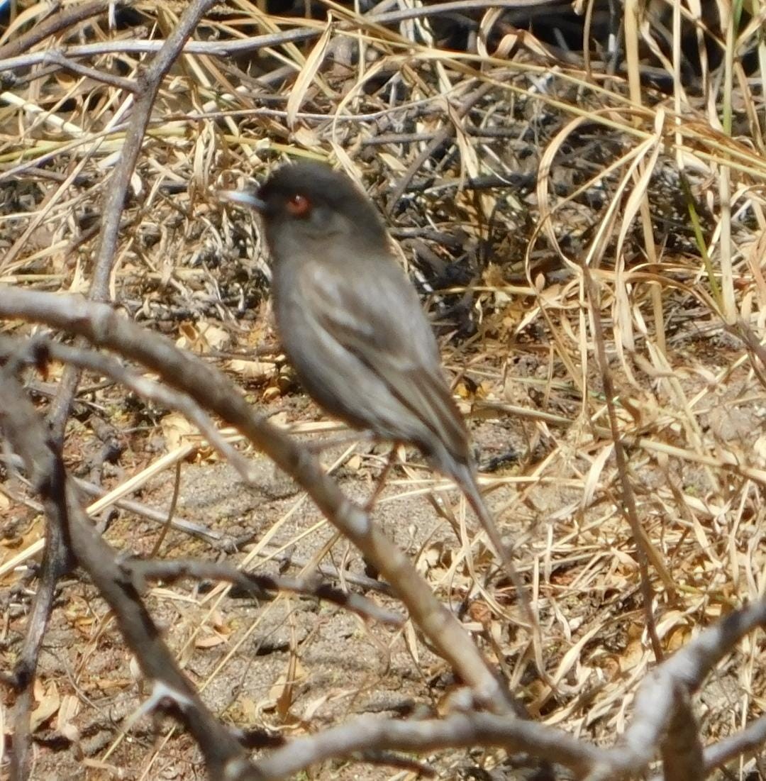 Cinereous Tyrant - ML642678990