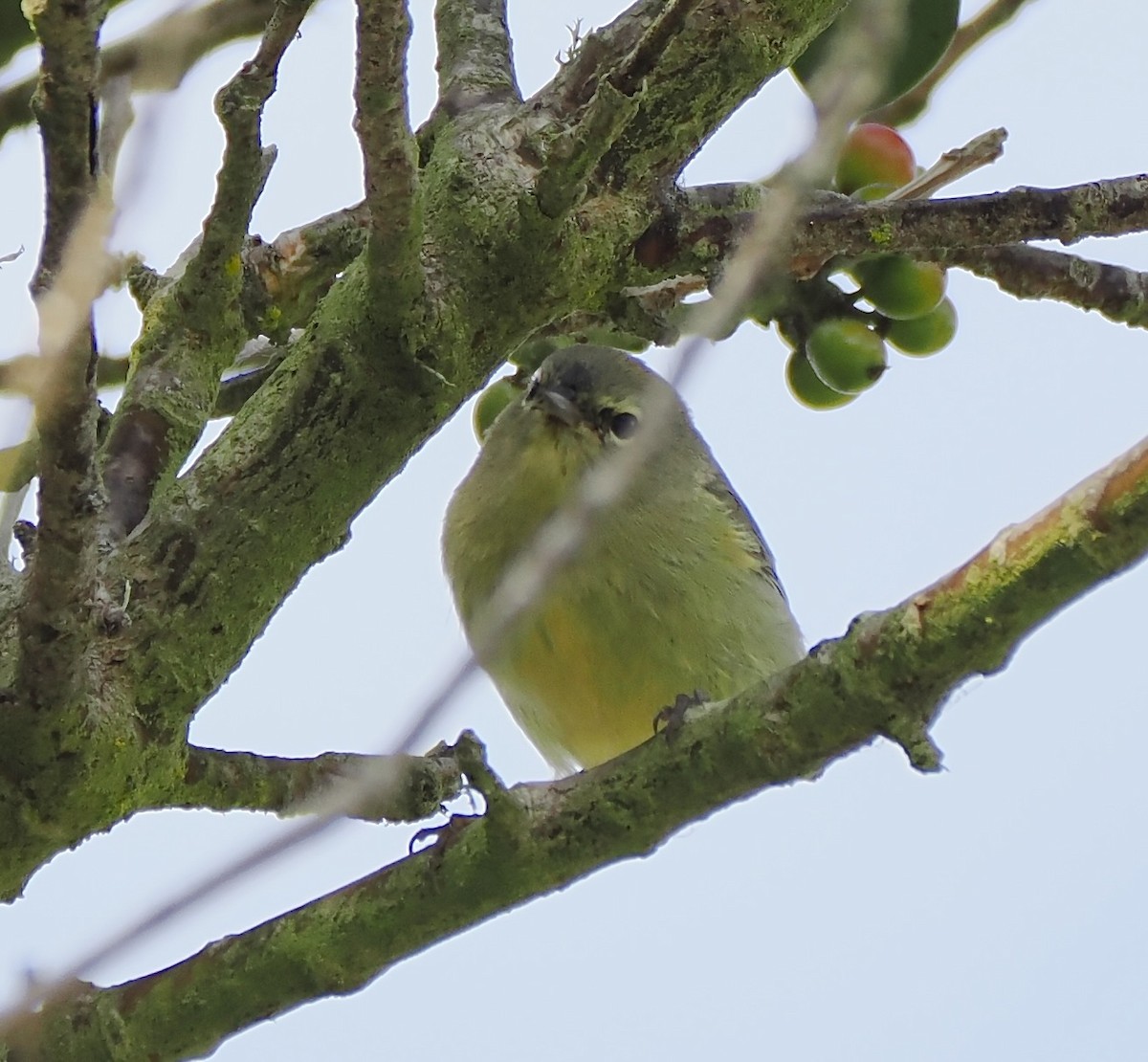 oransjekroneparula - ML642678994