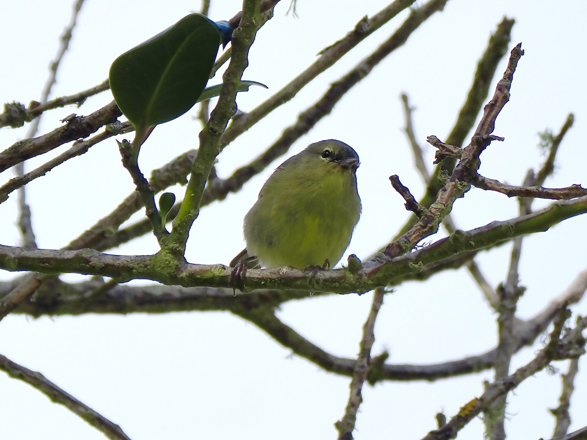 oransjekroneparula - ML642678995