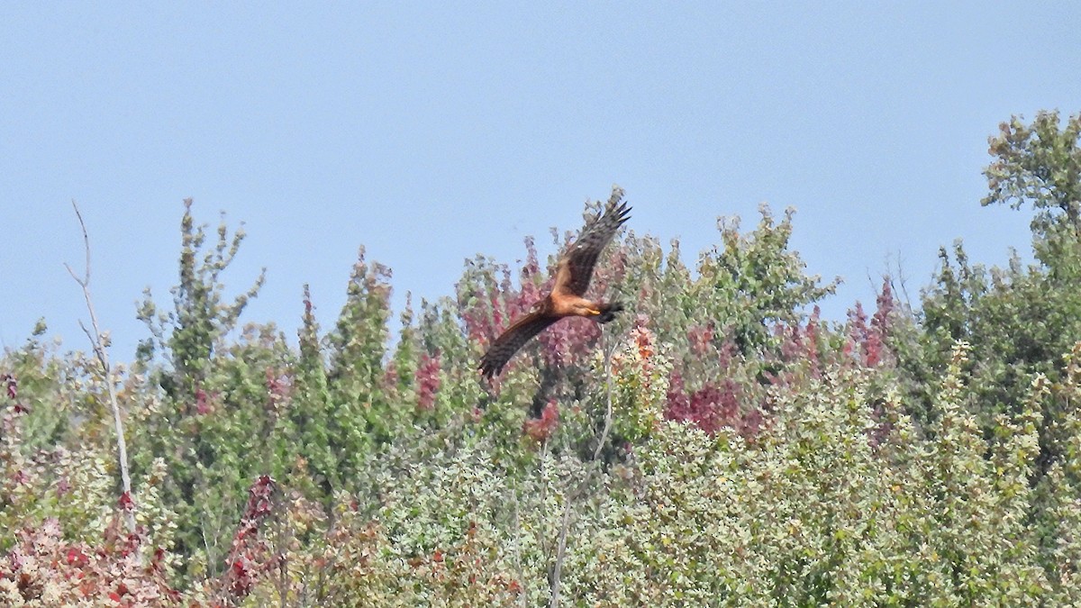 Northern Harrier - ML642679001