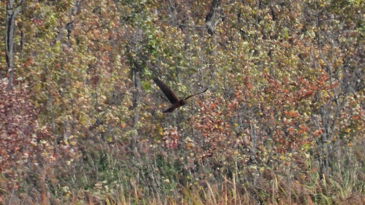 Northern Harrier - ML642679002