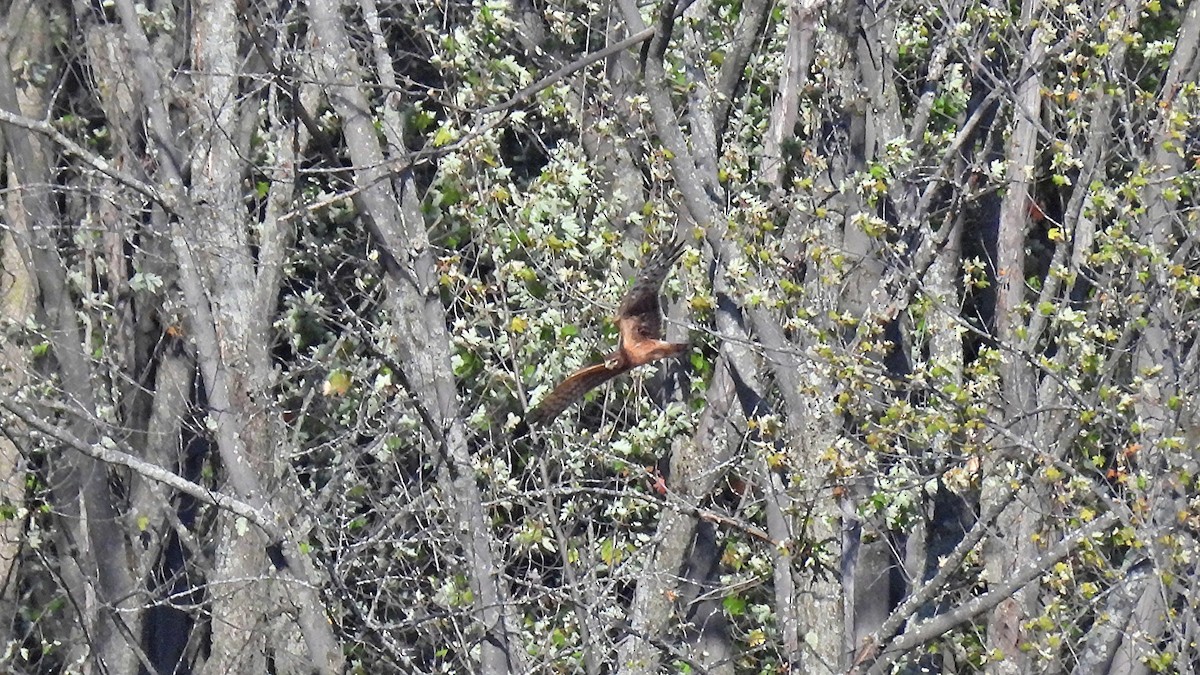 Northern Harrier - ML642679003