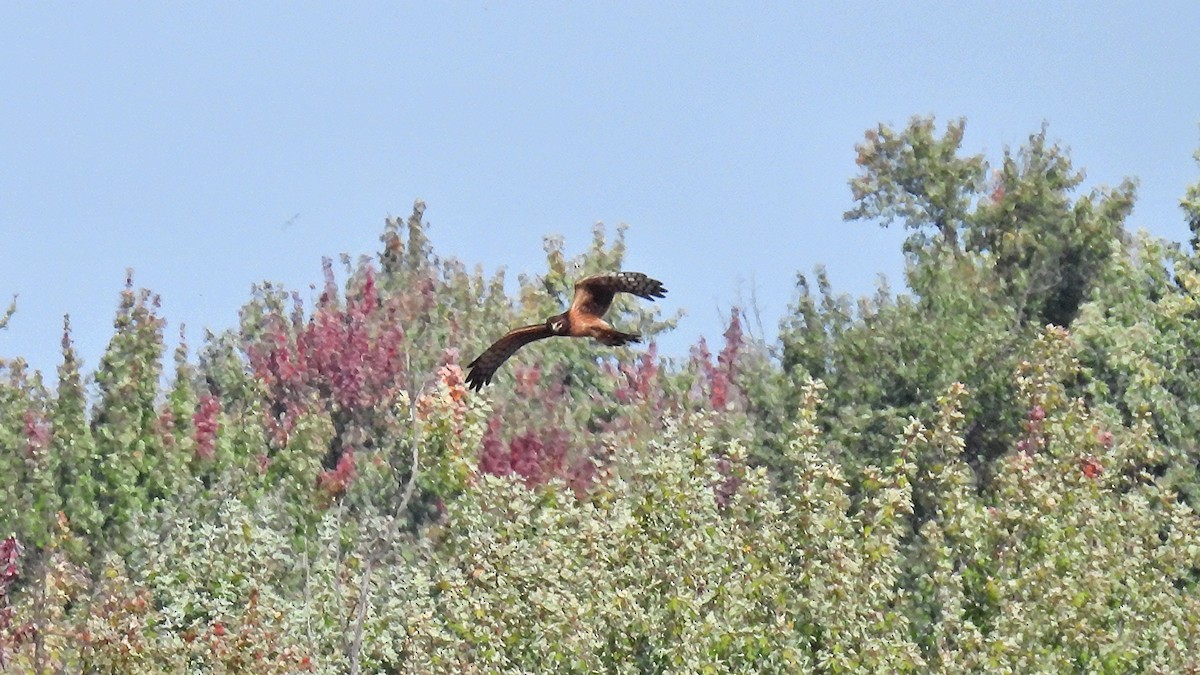 Northern Harrier - ML642679004