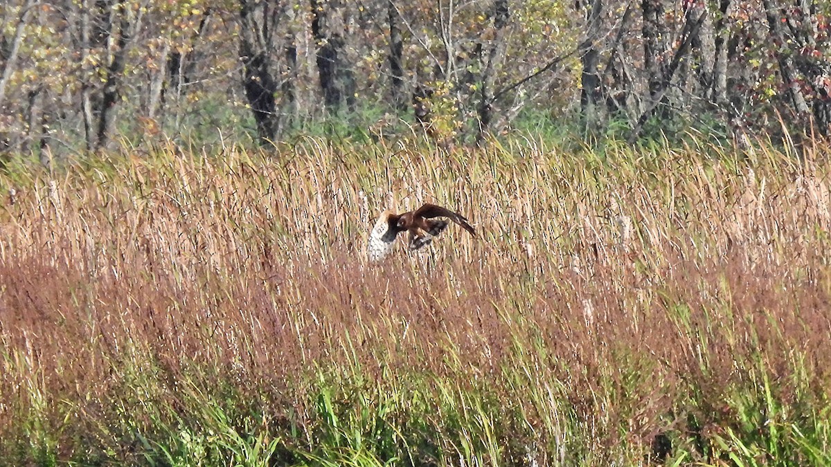 Northern Harrier - ML642679006