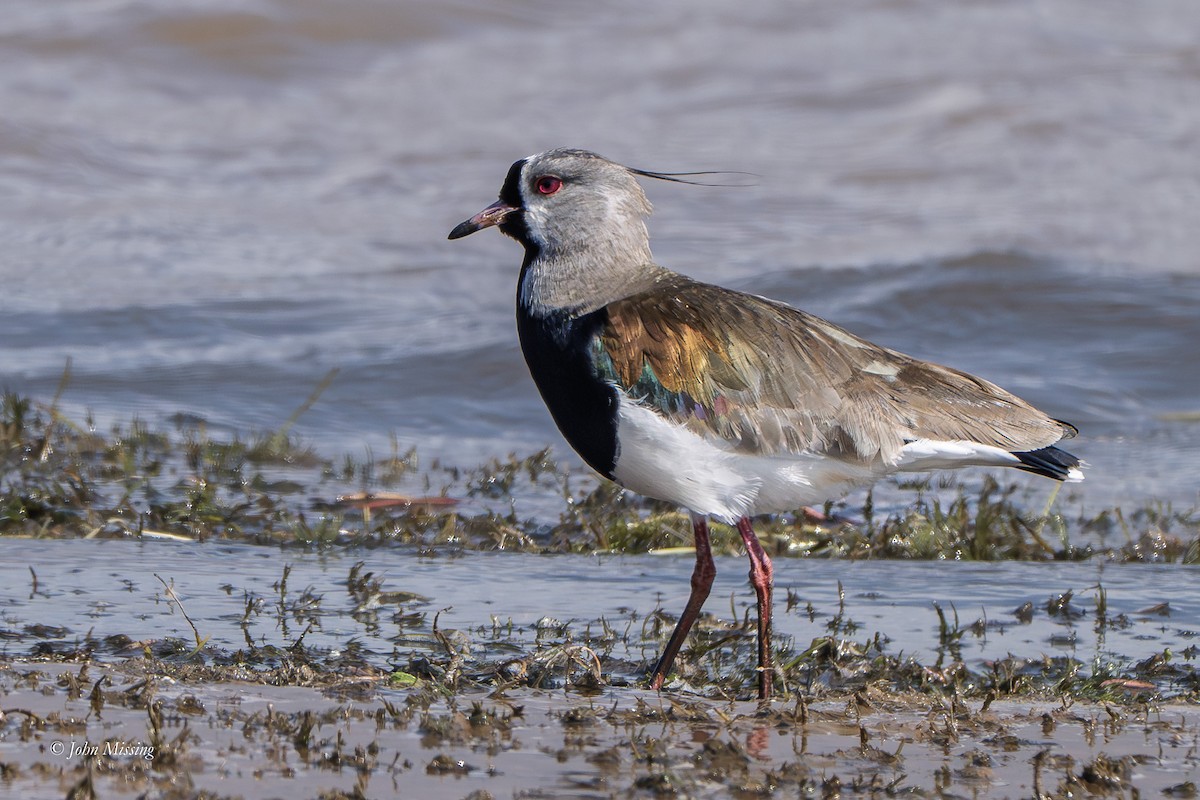 Southern Lapwing - ML642679020