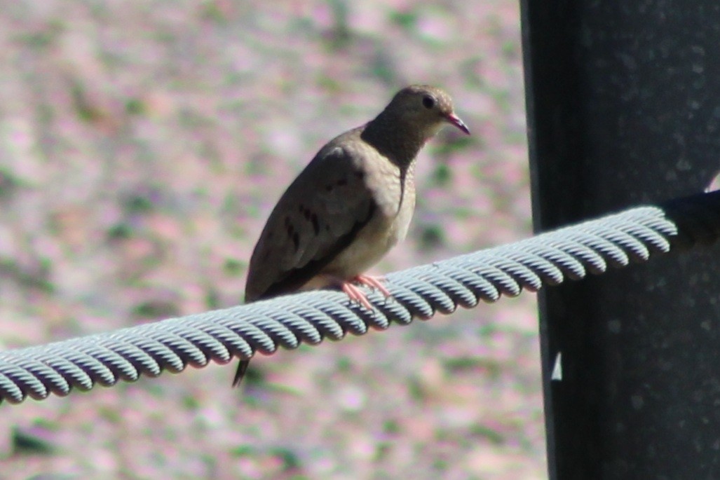 Common Ground Dove - ML642679021