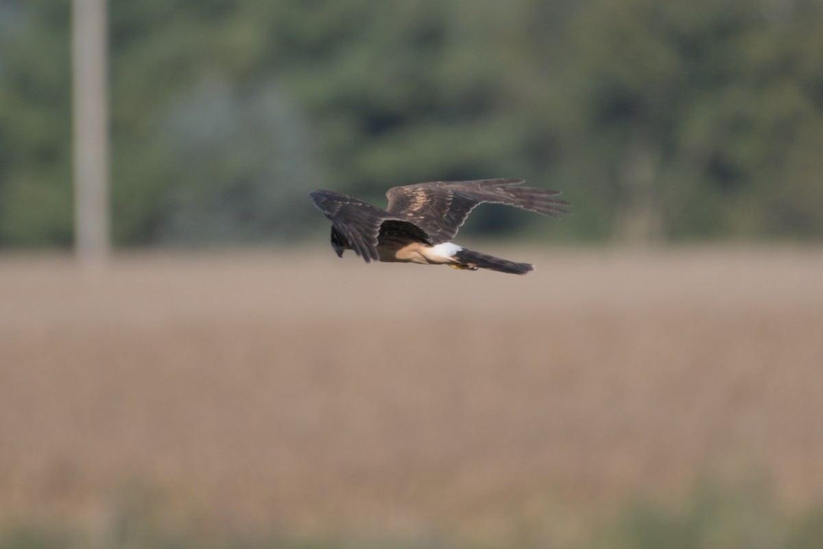 Northern Harrier - ML642679026