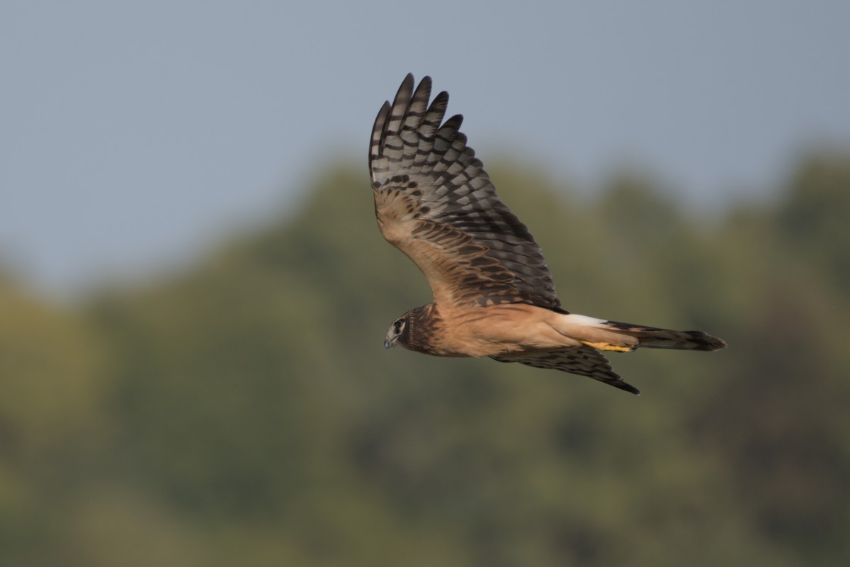 Northern Harrier - ML642679027