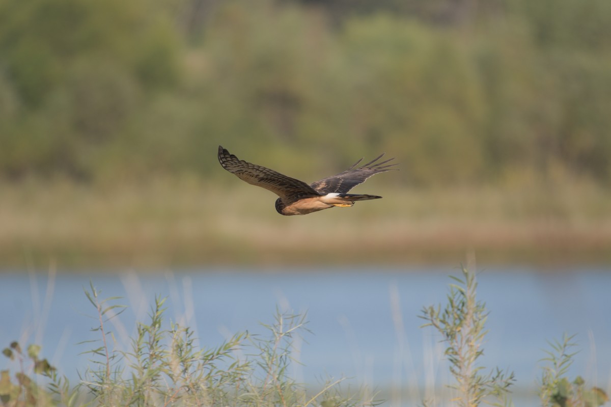Northern Harrier - ML642679028