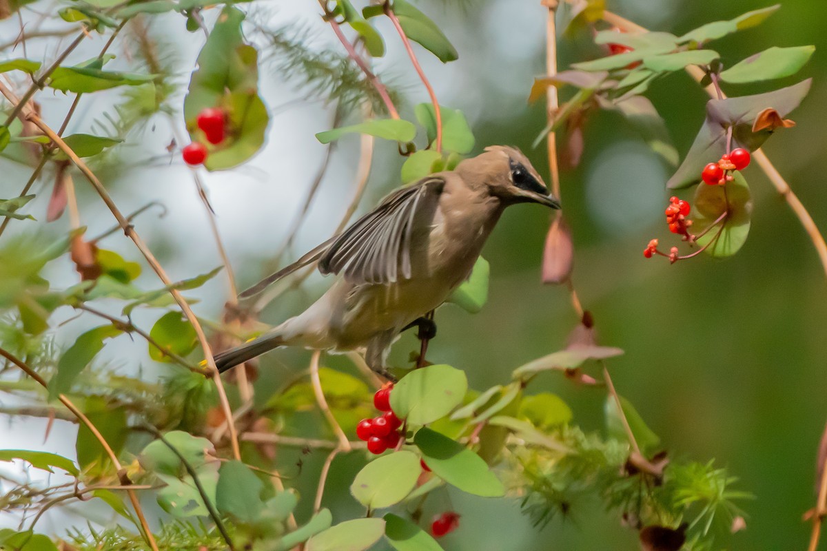 Cedar Waxwing - ML642679039