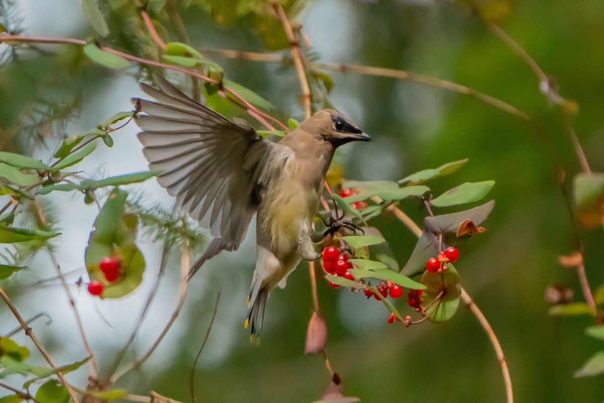 Cedar Waxwing - ML642679040