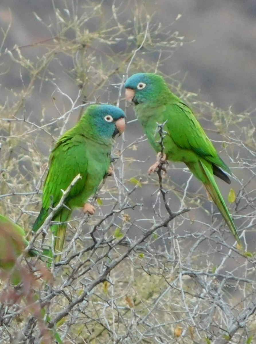 Blue-crowned Parakeet - ML642679041