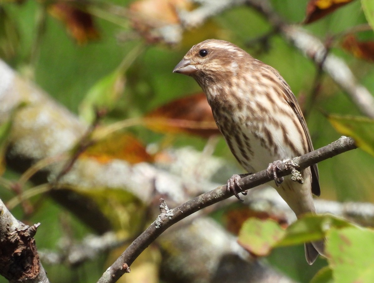 Purple Finch - ML642679043