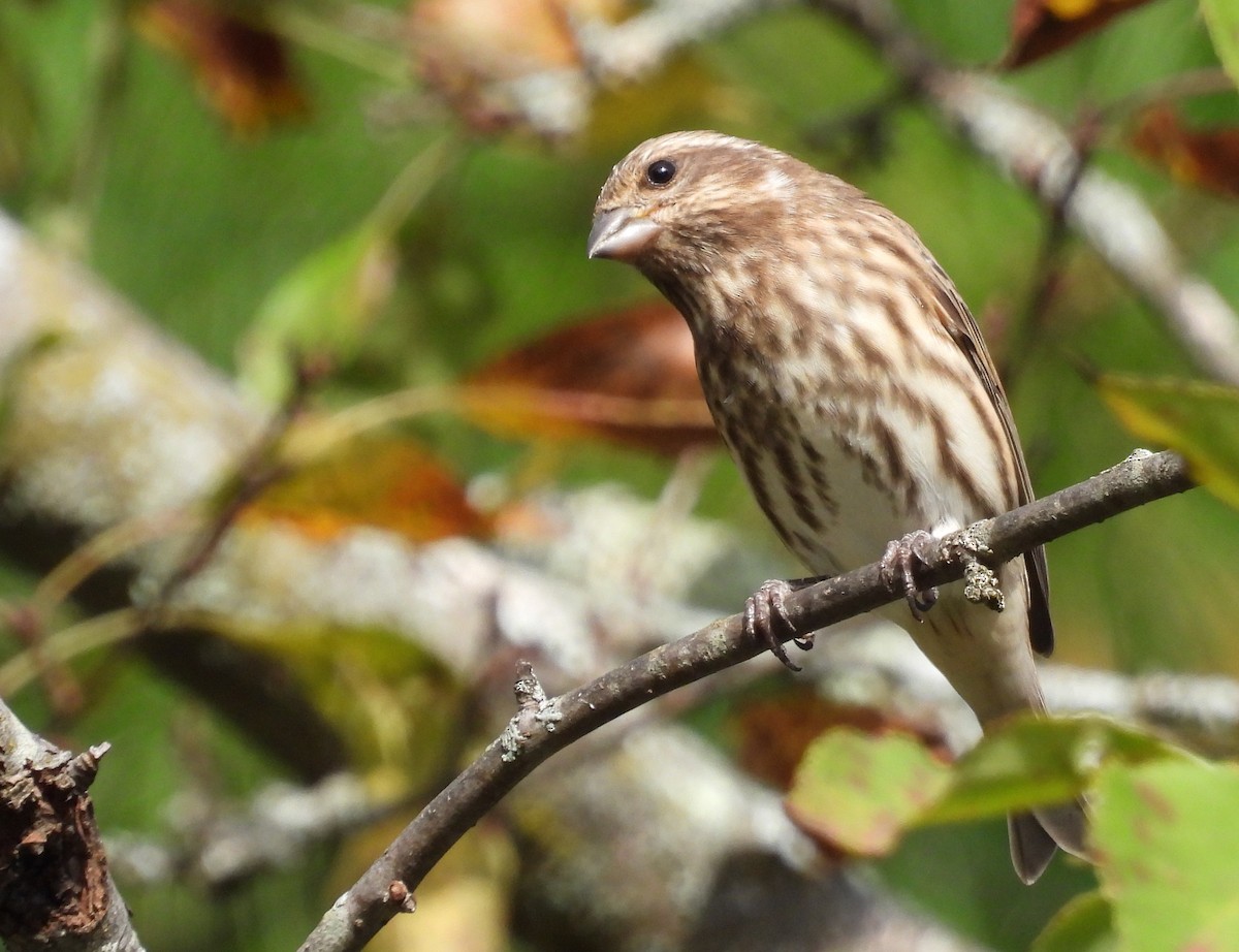 Purple Finch - ML642679047
