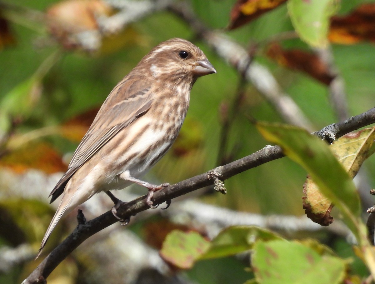 Purple Finch - ML642679048