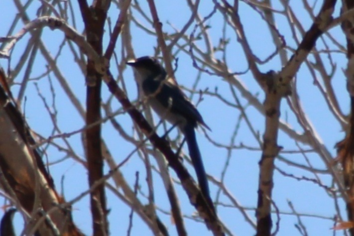 Woodhouse's Scrub-Jay (Woodhouse's) - ML642679049