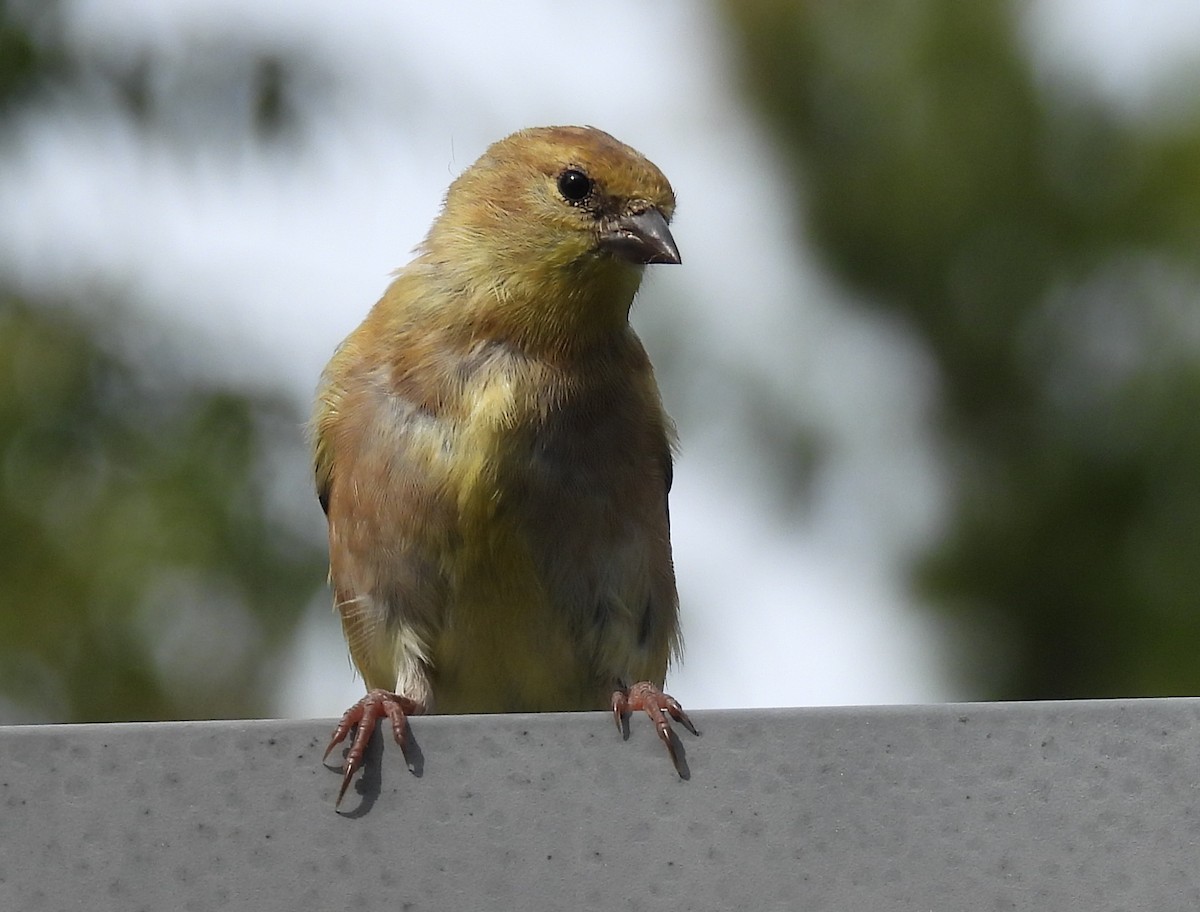 American Goldfinch - ML642679057