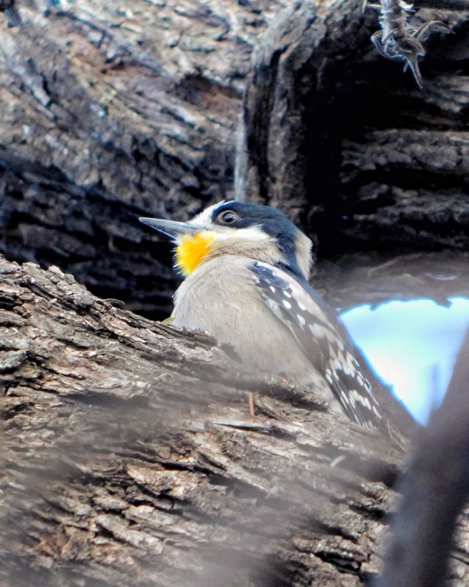 White-fronted Woodpecker - ML642679060