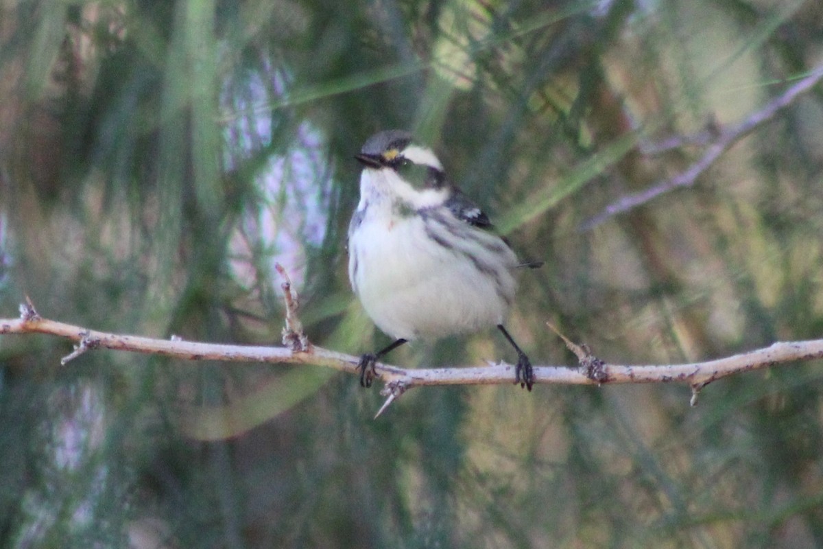 Black-throated Gray Warbler - ML642679065