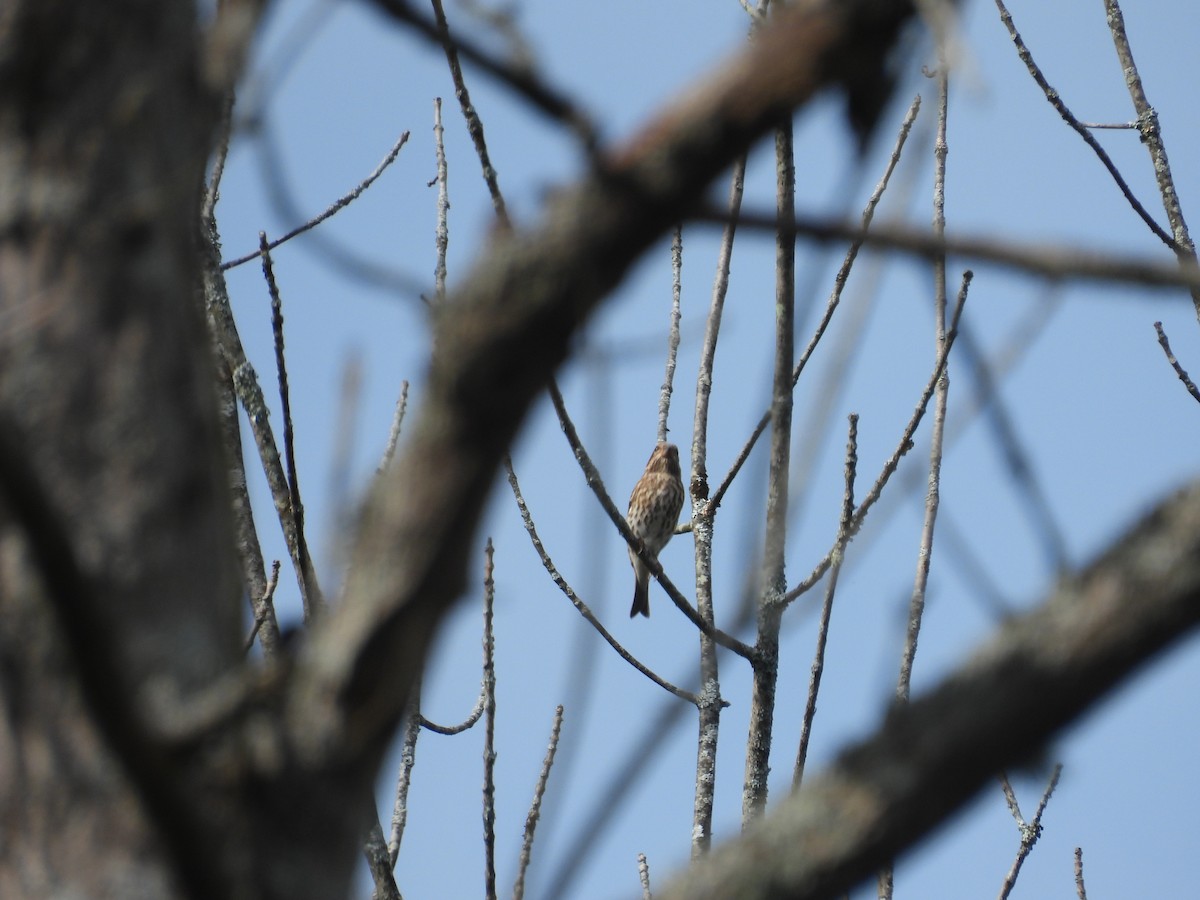 Purple Finch - ML642679066
