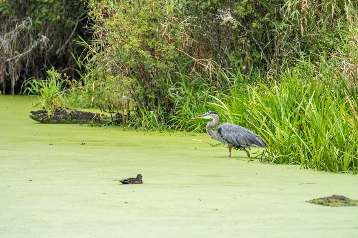 Great Blue Heron - ML642679080