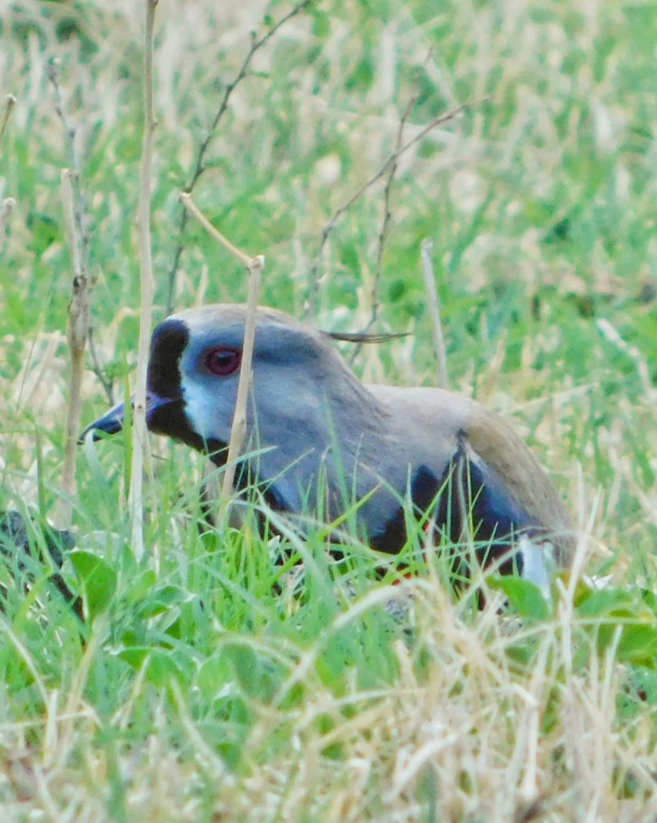 Southern Lapwing - ML642679084