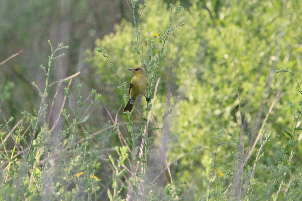 Orchard Oriole - ML642679085