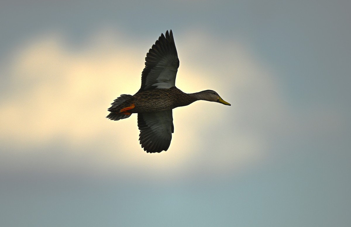 Mottled Duck - ML642679087