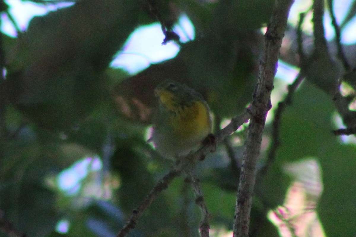 Northern Parula - ML642679088