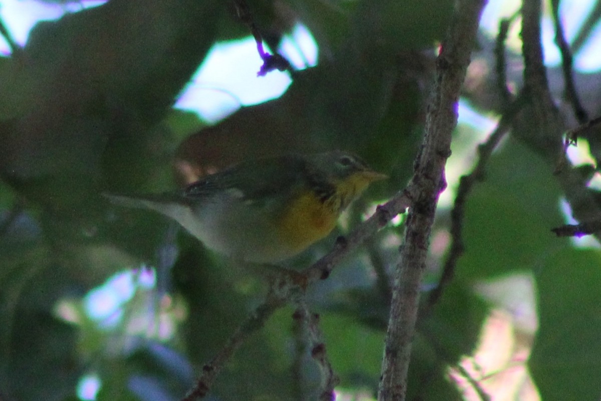 Northern Parula - ML642679089