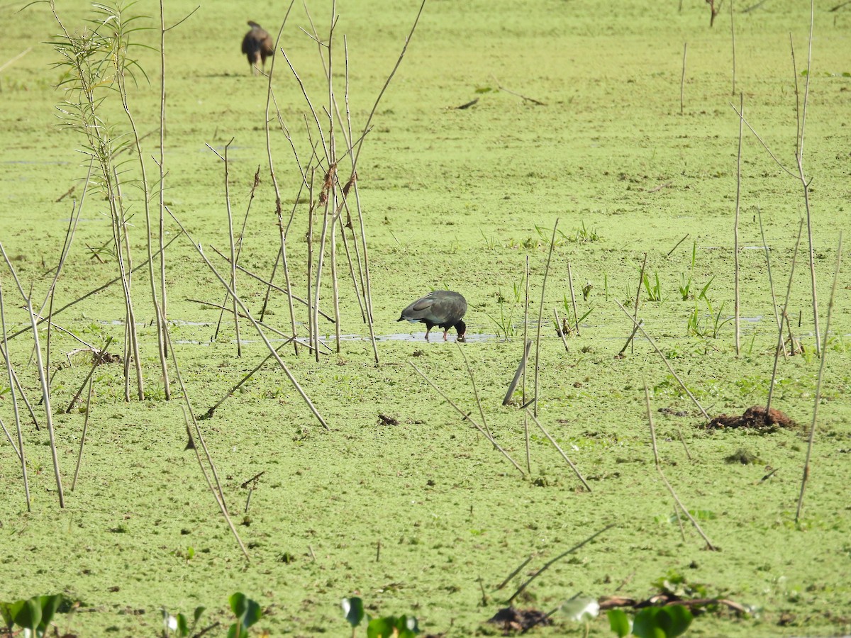 Bare-faced Ibis - ML642679090