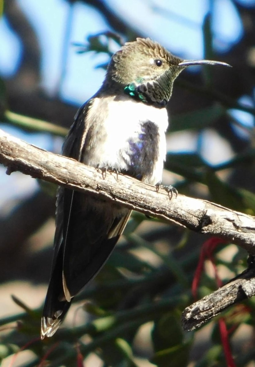 White-sided Hillstar - ML642679091