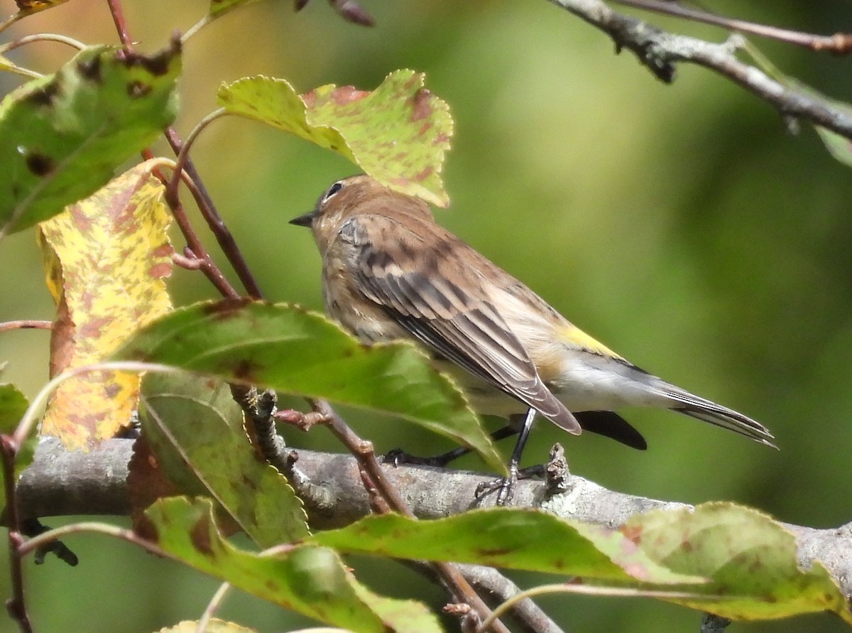 Yellow-rumped Warbler - ML642679092